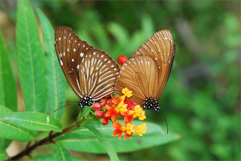 Butterfly Watching Route-2