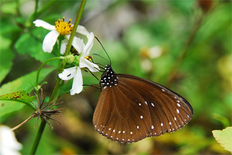 Butterfly Watching Route-3