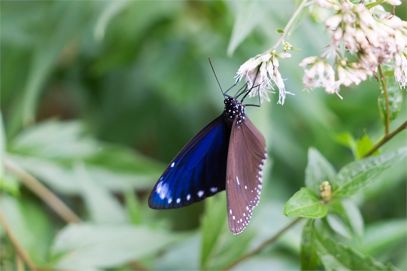 Purple butterfly looking for food