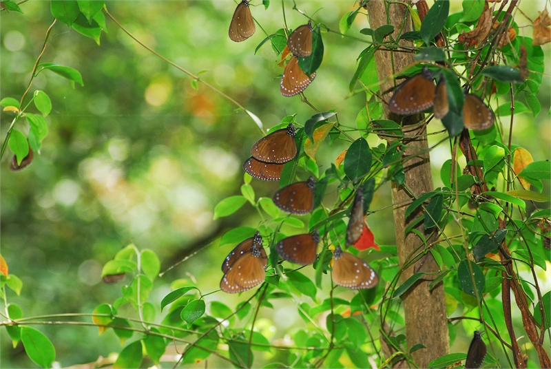 Herd of purple butterflies rest in the trees