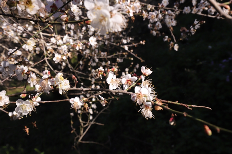 Fetrip of Whispering Flowers in the Mountains-5