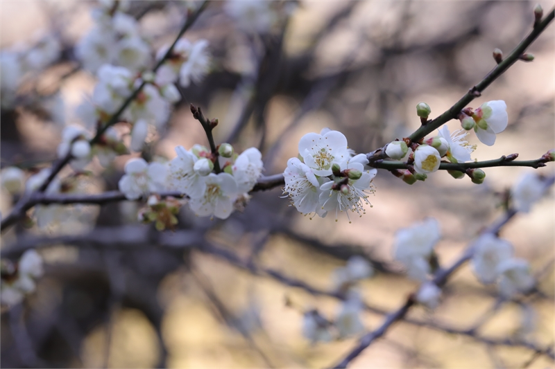 Fetrip of Whispering Flowers in the Mountains-6