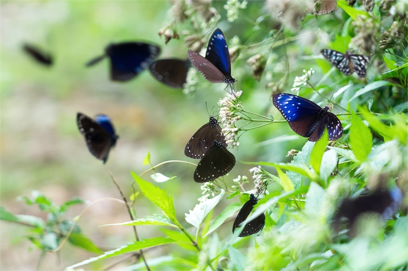 Purple Butterfly Watching-9