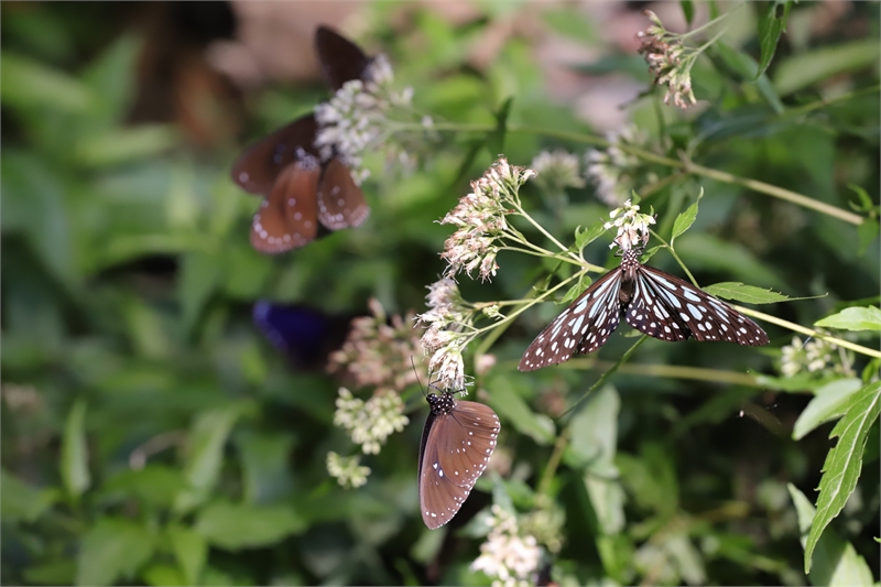 Purple Butterfly Watching-10