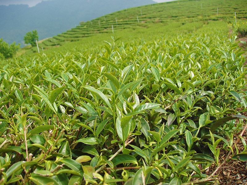 Jinsyuan Tea