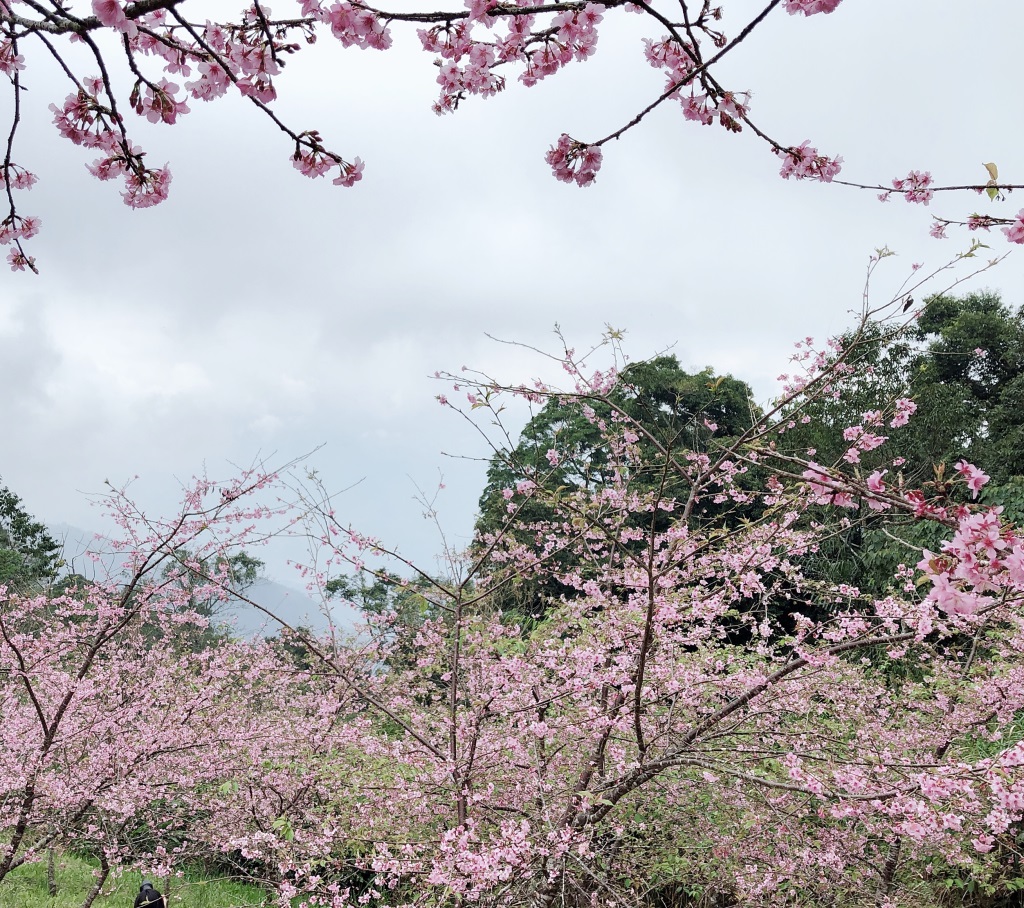 櫻花公園-櫻花綻放時期