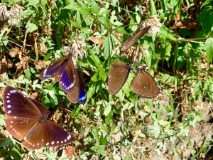 成群飛舞的紫斑蝶
